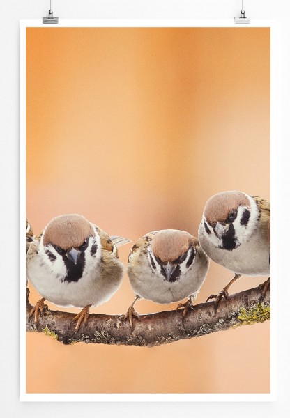 Tierfotografie  Spatzen auf einem Zweig 60x90cm Poster