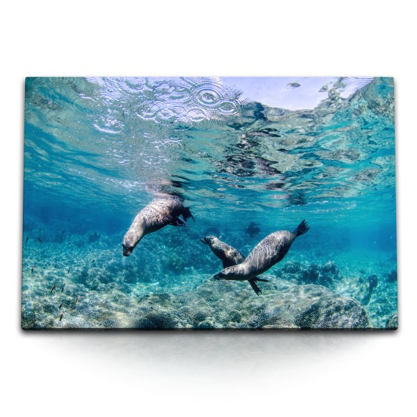 120x80cm Wandbild auf Leinwand Seehunde unter Wasser Türkis Ozean Tierfotografie