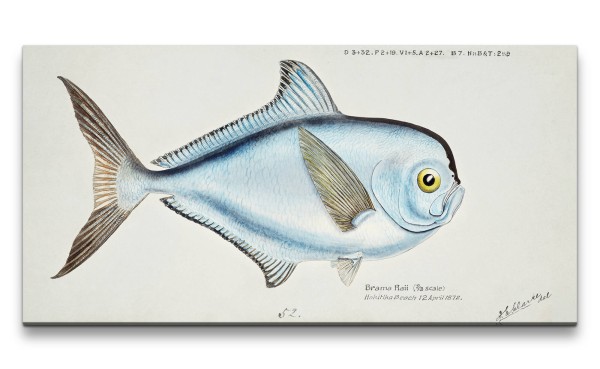 Remaster 120x60cm Alte Illustration Fisch Brachsenmakrele Dekorativ Schön Kunstvoll