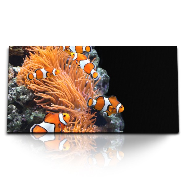 Kunstdruck Bilder 120x60cm Korallenriff Clownfische bunte Fische unter Wasser