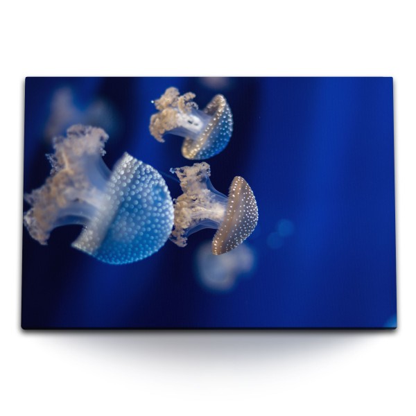 120x80cm Wandbild auf Leinwand Kleine Quallen unter Wasser Blau Ozean