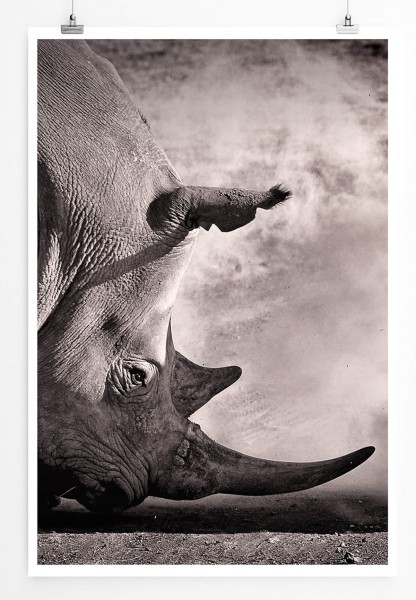 Tierfotografie  Kämpfendes Nashorn 60x90cm Poster