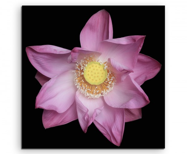 Naturfotografie – Rosa Lotusblüte mit schwarzem Hintergrund auf Leinwand