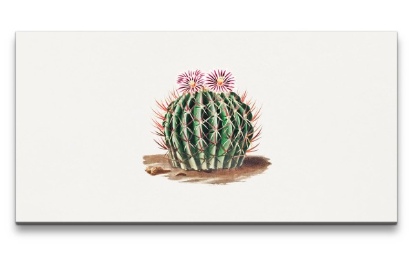 Remaster 120x60cm Vintage Kaktus mit Blüte alte Illustration Kunstvoll Dekorativ