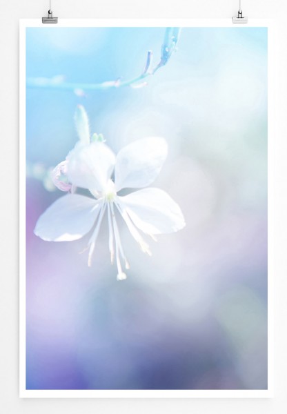 60x90cm Naturfotografie Poster Weiße zarte Blume mit Farbfilter