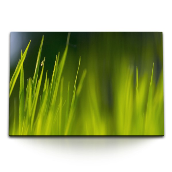120x80cm Wandbild auf Leinwand Gras Wiese Grashalme Grün Natur