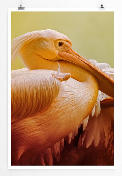 60x90cm Poster Tierfotografie  Porträt zweier Pelikane