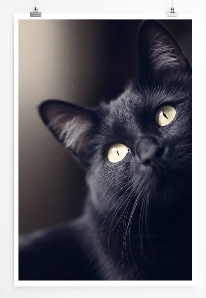 Süße schwarze Katze mit hellen Augen 60x90cm Poster