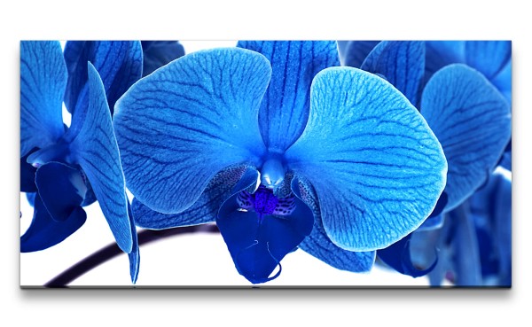 Leinwandbild 120x60cm Blaue Orchidee Fotokunst Makrofotografie Schön