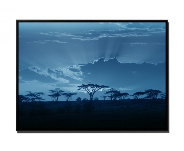 105x75cm Leinwandbild Petrol Sonnenuntergang Afrika Akazienbaum