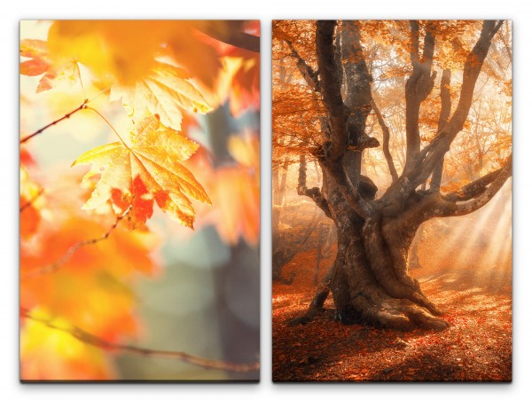 2 Bilder je 60x90cm Herbst Laub großer Baum Sonnenstrahlen warmes Licht Beruhigend positive Energie