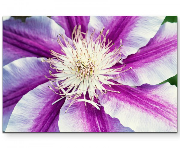 Blüte in Weiß und Violett - Leinwandbild