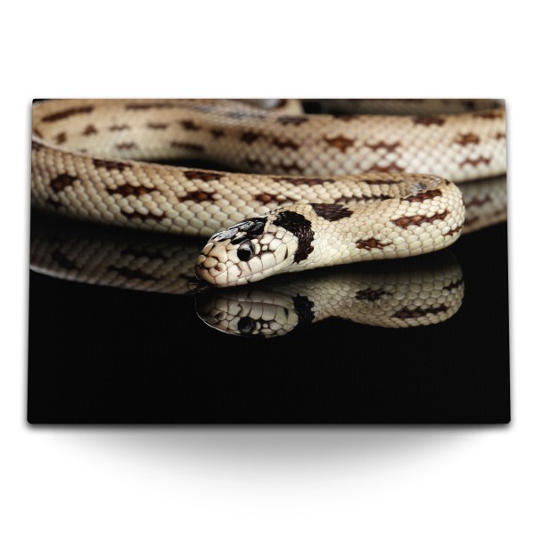 120x80cm Wandbild auf Leinwand Schlange Giftschlange Tierfotografie Schwarz Kettennatter