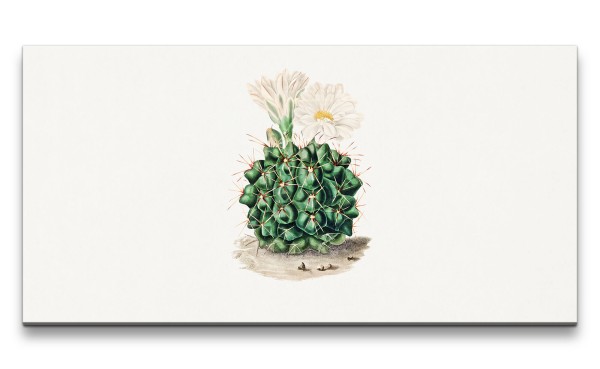 Remaster 120x60cm Schöner Kaktus mit Blüte Vintage Illustration Dekorativ