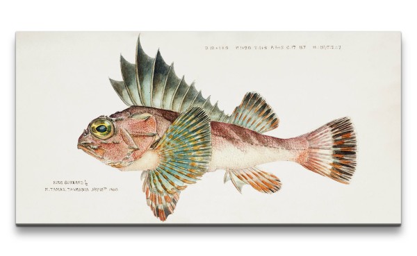 Remaster 120x60cm Seltsamer Fisch alte Illustration Tiefsee Evolution Kunstvoll Dekorativ
