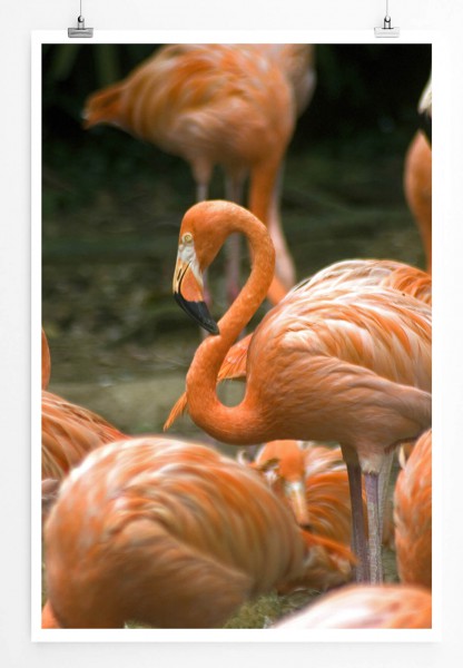 Tierfotografie 60x90cm Poster Flamingo in der Gruppe
