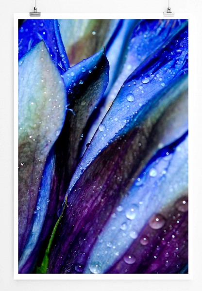 60x90cm Poster Naturfotografie  Blaue Blüten mit violetten Streifen