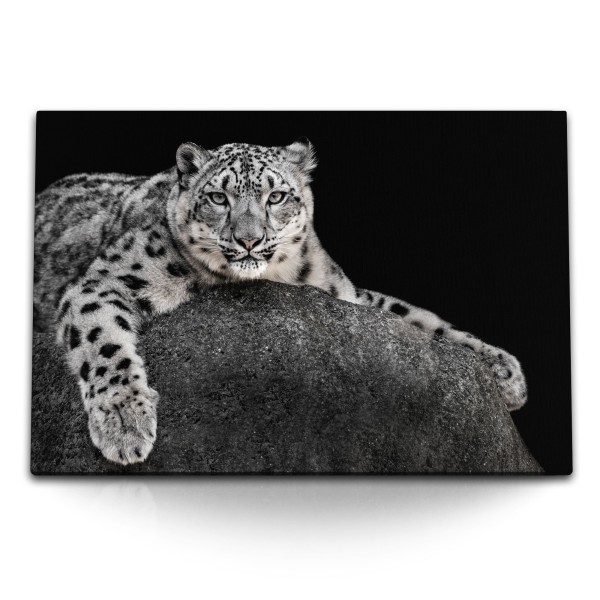 120x80cm Wandbild auf Leinwand Schneeleopard Leopard Tierfotografie Raubkatze Schwarz Weiß