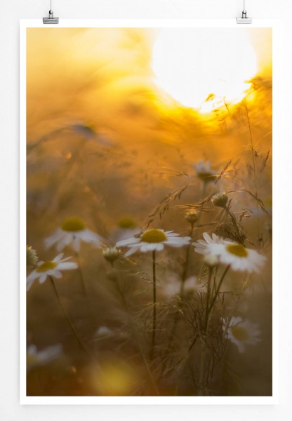 Künstlerische Fotografie  Gänseblümchen im Sonnenlicht 60x90cm Poster