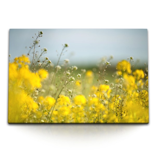 120x80cm Wandbild auf Leinwand Rapsfeld Gelb Feld Natur Sonnenschein