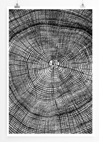 60x90cm Poster Künstlerische Fotografie  Jahresringe eines Baums