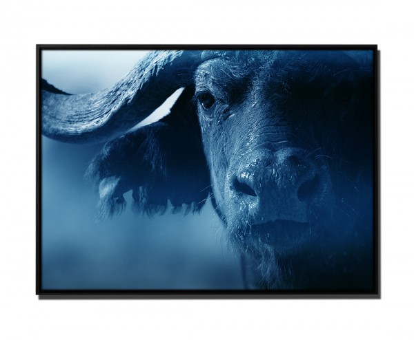 105x75cm Leinwandbild Petrol Portrait eines Büffels