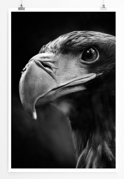 Tierfotografie  Anmutiger Seeadler schwarz weiß 60x90cm Poster