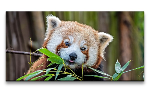 Leinwandbild 120x60cm Kleiner süßer roter Panda Lieblich Herzlich Niedlich
