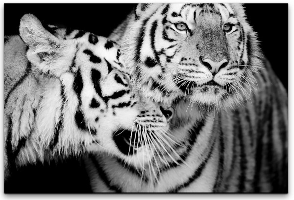 Tiger Portrait Wandbild in verschiedenen Größen