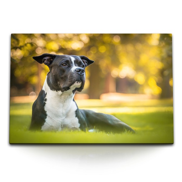 120x80cm Wandbild auf Leinwand American Staffordshire Terrier Hund Park Grün