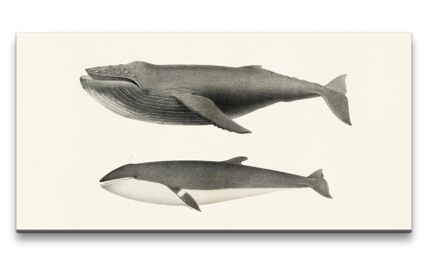 Remaster 120x60cm Wale Orca alte Illustration Kunstvoll Dekorativ Ozean Buckelwal