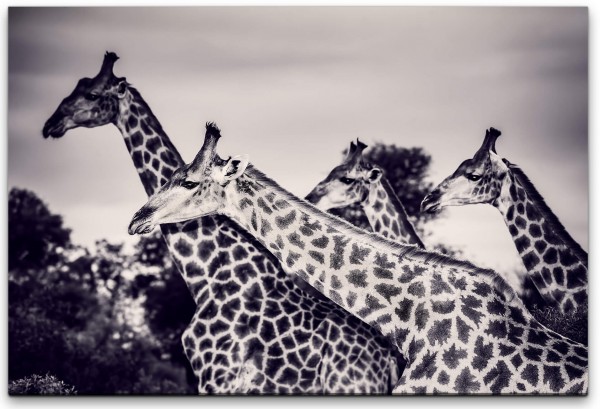 Giraffen in der Savanne Wandbild in verschiedenen Größen