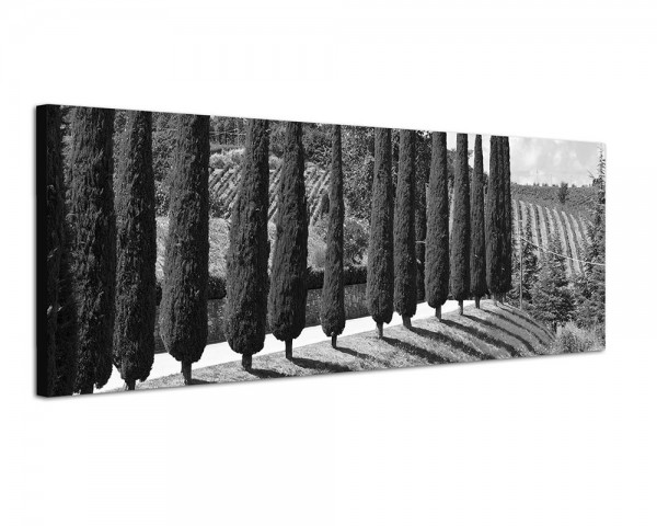 150x50cm Toskana Weinbaugebiet Zypressen Sommer