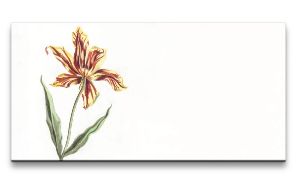 Remaster 120x60cm Johan Teyler Illustration Tulpe wunderschöne Blume Vintage Kunstvoll
