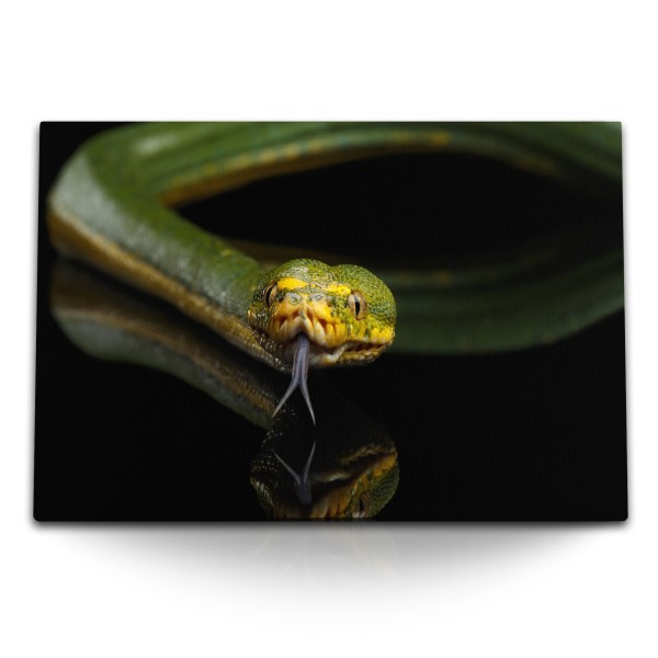 120x80cm Wandbild auf Leinwand Schlange Giftschlange Tierfotografie schwarzer Hintergrund