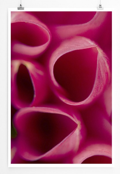 60x90cm Poster Naturfotografie  Pinke runde Blütenblätter