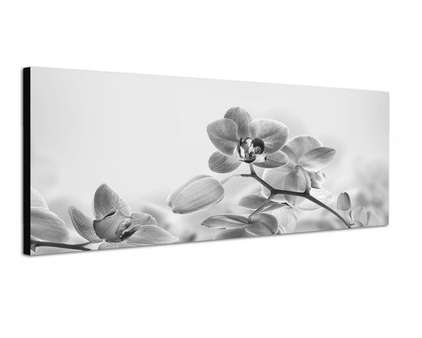 150x50cm Orchideen Blüten