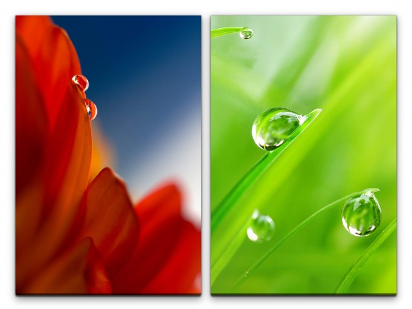 2 Bilder je 60x90cm Gras rote Blüte Regentropfen Grün Frisch Sommer Makrofotografie