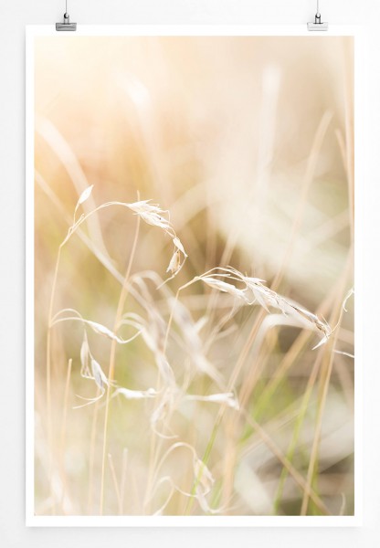 Naturfotografie  Grashalme in der Sonne 60x90cm Poster