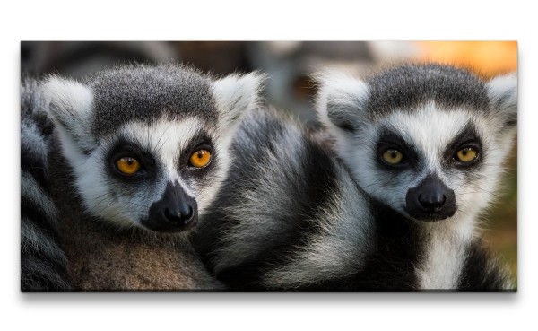 Leinwandbild 120x60cm Lemuren kleine Affen Äffchen Madagaskar Süß Lustig