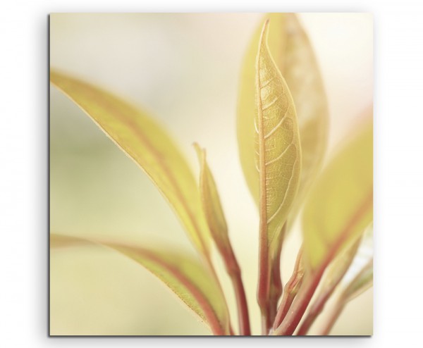 Naturfotografie – Zarte Blätter auf Leinwand