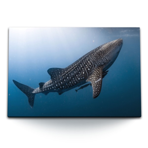 120x80cm Wandbild auf Leinwand Walhai Ozean Blau Fisch unter Wasser