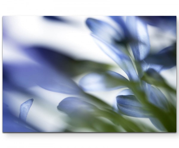 Naturaufnahme  blaue Blüten soft - Leinwandbild
