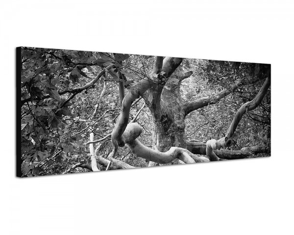 150x50cm Wald Ahornbaum