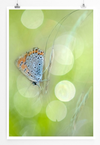 60x90cm Naturfotografie Poster Schmetterling mit Frühlingswiese