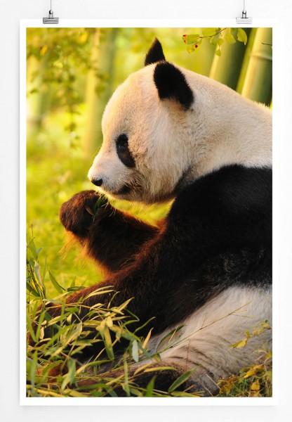 60x90cm Tierfotografie Poster Sitzender Pandabär beim Essen