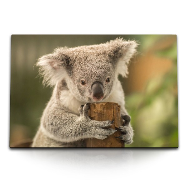 120x80cm Wandbild auf Leinwand Australien Koala Koalabär Natur Baumstamm