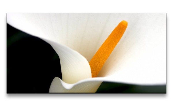 Leinwandbild 120x60cm Calla Blume weiße Blüte Makrofotografie Schön Dekorativ Kunstvoll