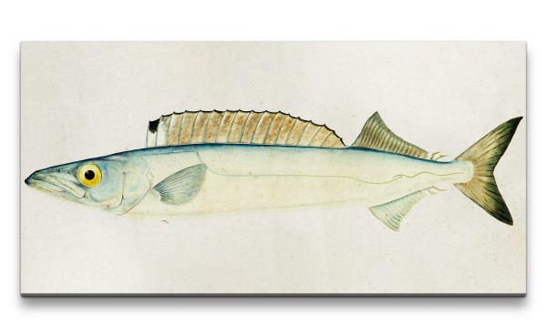 Remaster 120x60cm Fisch Illustration Vintage Kunstvoll Dekorativ Evolution