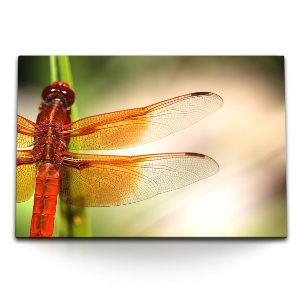 120x80cm Wandbild auf Leinwand Tierfotografie Libelle Insekt Makrofotografie Natur